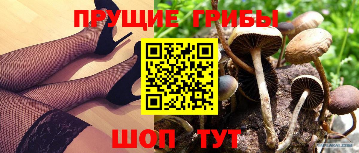 Галлюциногенные грибы прущие грибы  Псилоцибиновые грибы Psilocybe  Вход с VPN  Мелеуз 